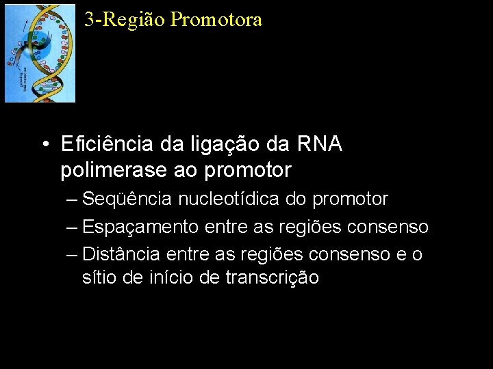 3 -Região Promotora • Eficiência da ligação da RNA polimerase ao promotor – Seqüência