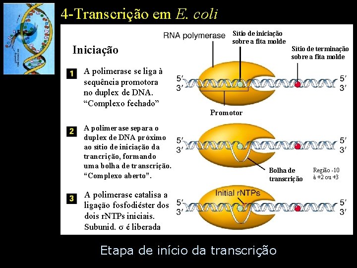 4 -Transcrição em E. coli Iniciação Sítio de iniciação sobre a fita molde Sítio