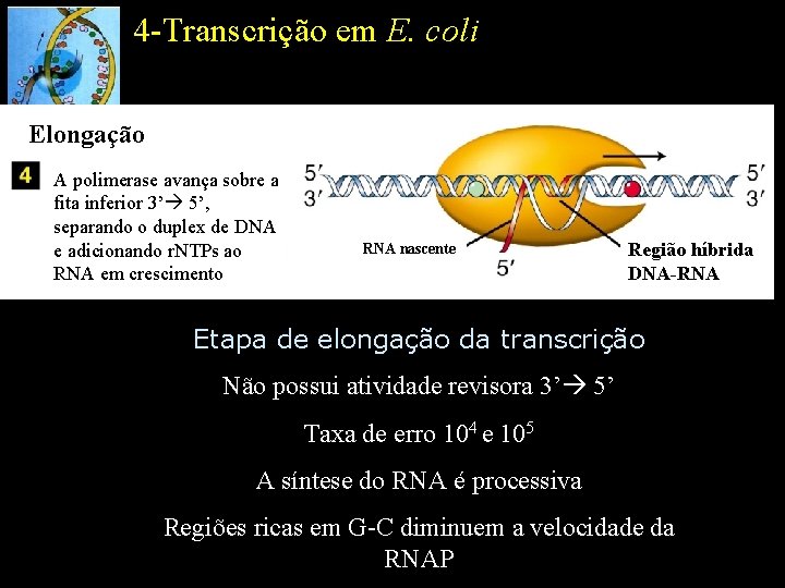 4 -Transcrição em E. coli Elongação A polimerase avança sobre a fita inferior 3’