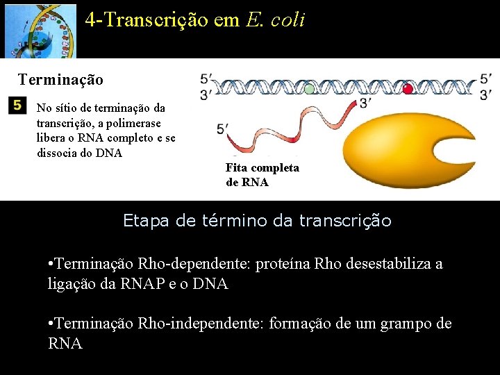 4 -Transcrição em E. coli Terminação No sítio de terminação da transcrição, a polimerase