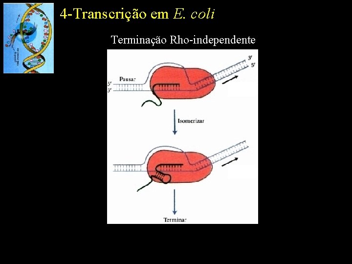 4 -Transcrição em E. coli Terminação Rho-independente 
