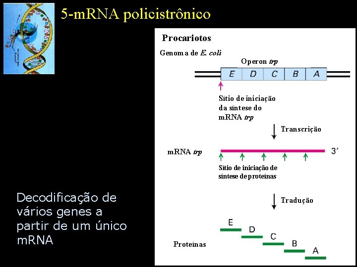 5 -m. RNA policistrônico Procariotos Genoma de E. coli Operon trp Sítio de iniciação