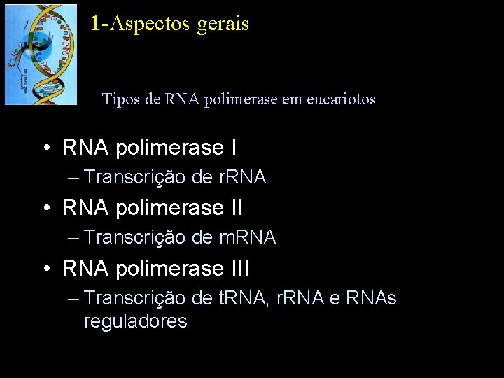 1 -Aspectos gerais Tipos de RNA polimerase em eucariotos • RNA polimerase I –