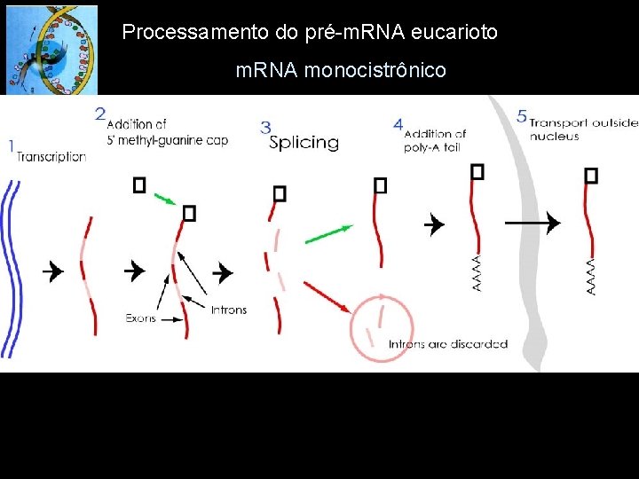 Processamento do pré-m. RNA eucarioto m. RNA monocistrônico 