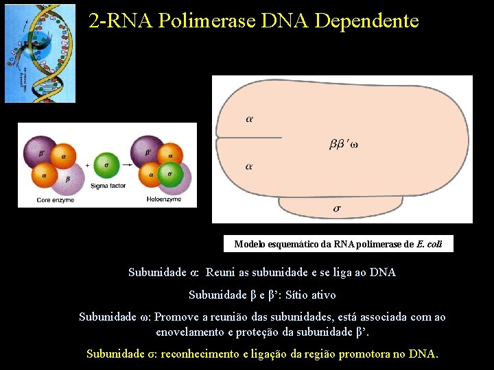 2 -RNA Polimerase DNA Dependente Modelo esquemático da RNA polimerase de E. coli Subunidade