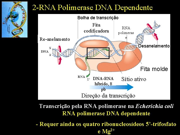 2 -RNA Polimerase DNA Dependente Bolha de transcrição Fita codificadora Re-anelamento RNA polimeras e