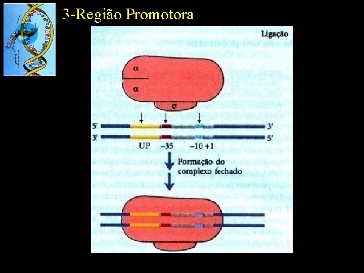 3 -Região Promotora 