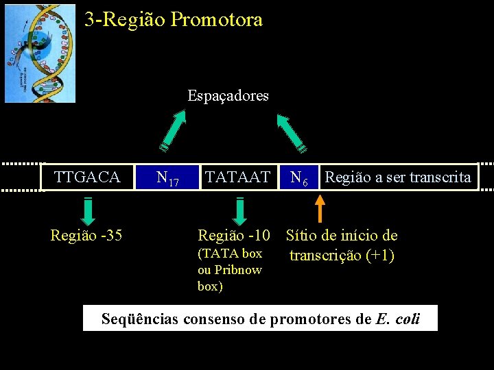 3 -Região Promotora Espaçadores TTGACA Região -35 N 17 TATAAT N 6 Região a