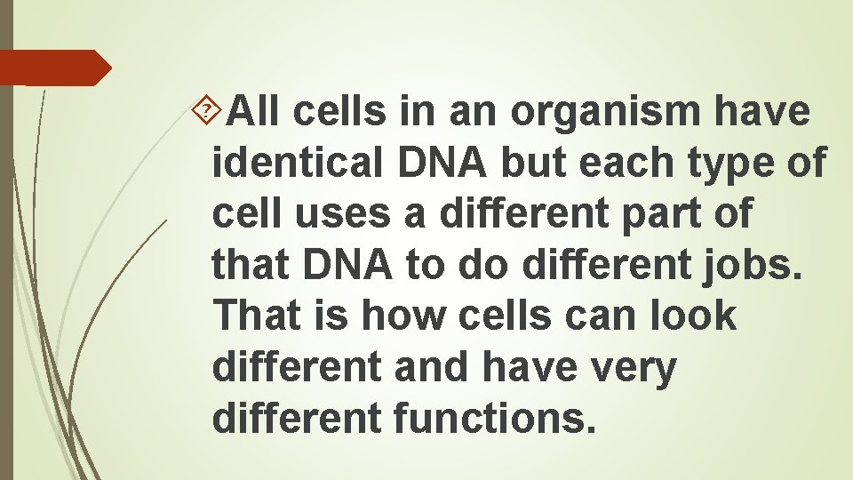  All cells in an organism have identical DNA but each type of cell