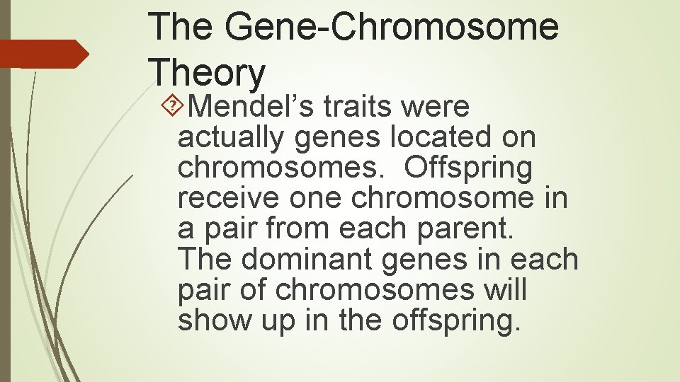 The Gene-Chromosome Theory Mendel’s traits were actually genes located on chromosomes. Offspring receive one