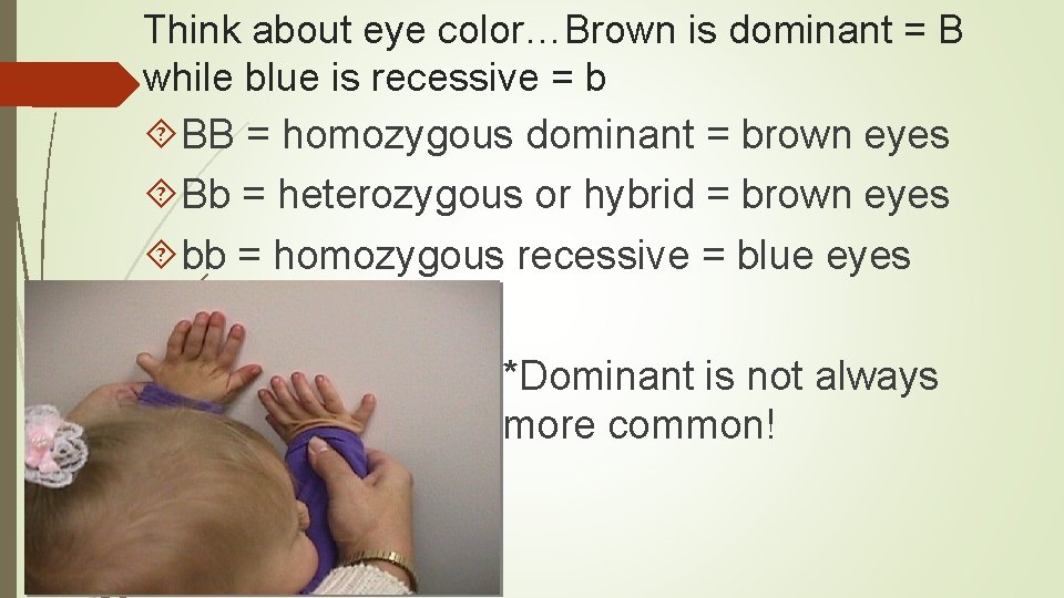 Think about eye color…Brown is dominant = B while blue is recessive = b