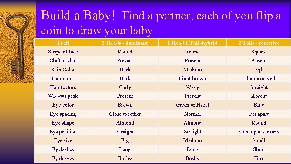 Build a Baby! Find a partner, each of you flip a coin to draw