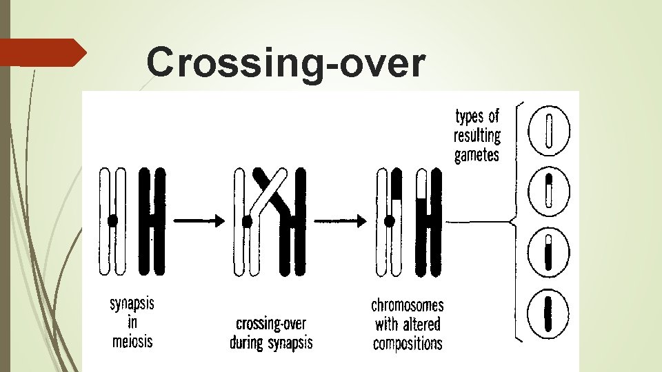 Crossing-over 