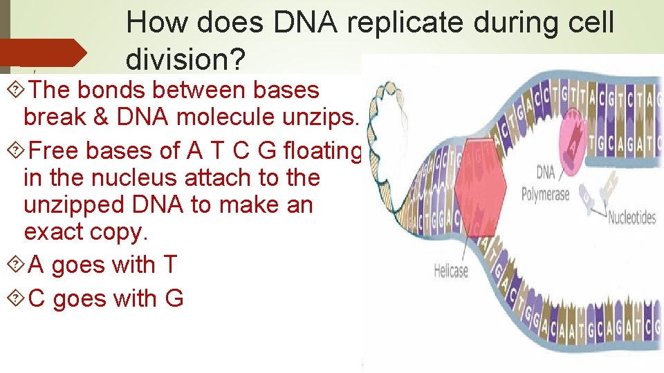 How does DNA replicate during cell division? The bonds between bases break & DNA