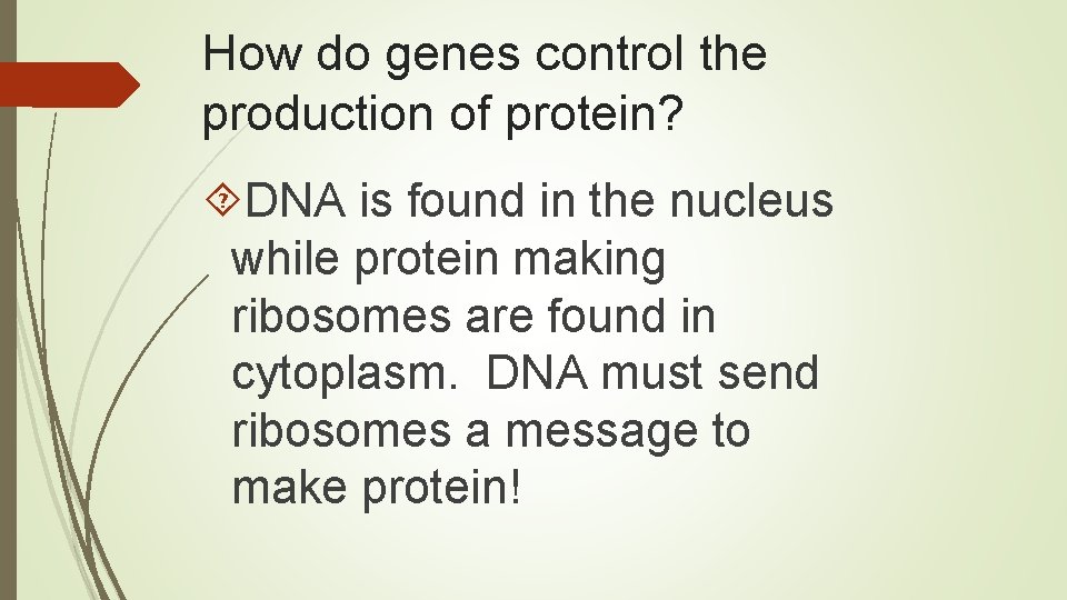 How do genes control the production of protein? DNA is found in the nucleus