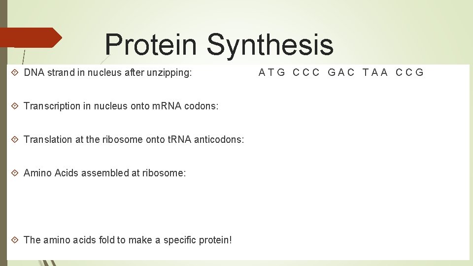Protein Synthesis DNA strand in nucleus after unzipping: Transcription in nucleus onto m. RNA