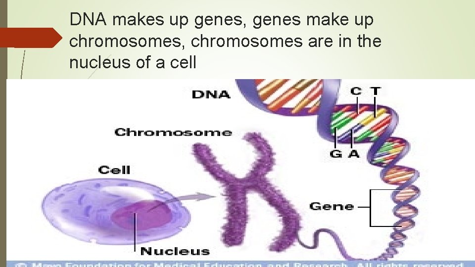 DNA makes up genes, genes make up chromosomes, chromosomes are in the nucleus of
