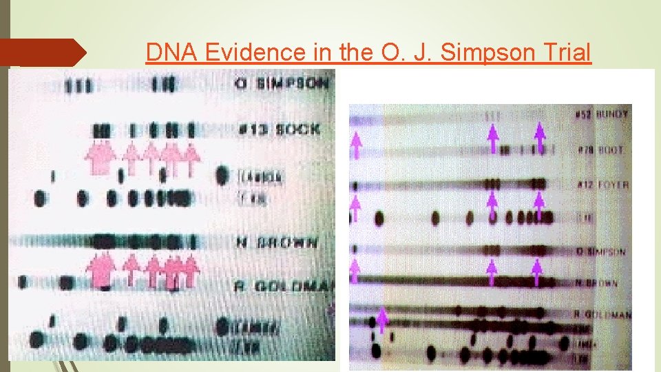 DNA Evidence in the O. J. Simpson Trial 