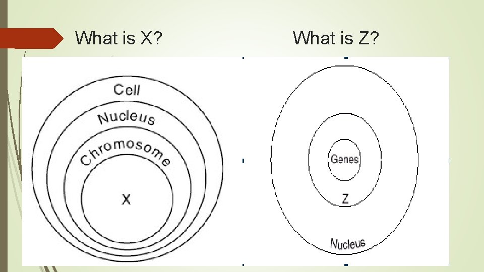 What is X? What is Z? 