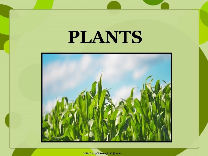 PLANTS Nitty Gritty Science, LLC © 2016 