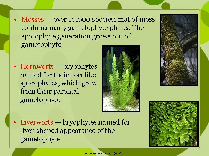  • Mosses — over 10, 000 species; mat of moss contains many gametophyte