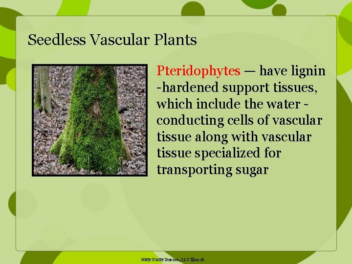 Seedless Vascular Plants Pteridophytes — have lignin -hardened support tissues, which include the water