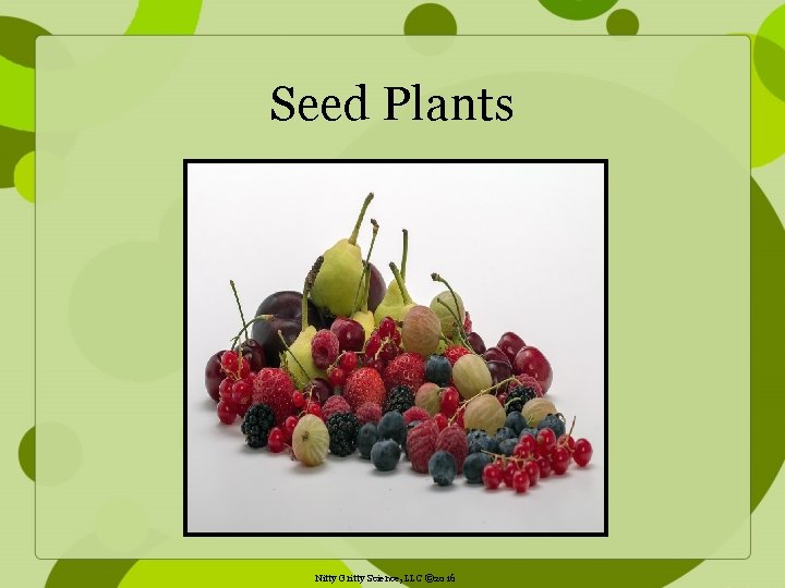 Seed Plants Nitty Gritty Science, LLC © 2016 