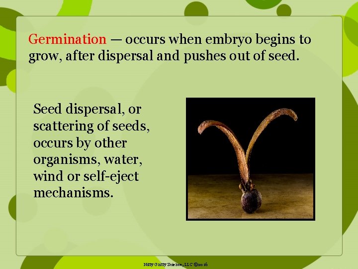 Germination — occurs when embryo begins to grow, after dispersal and pushes out of