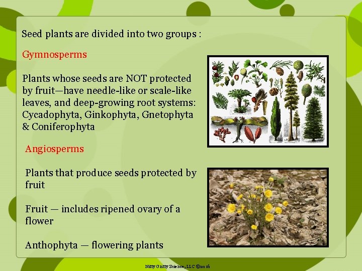 Seed plants are divided into two groups : Gymnosperms Plants whose seeds are NOT