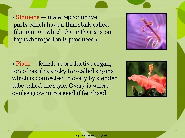  • Stamens — male reproductive parts which have a thin stalk called filament