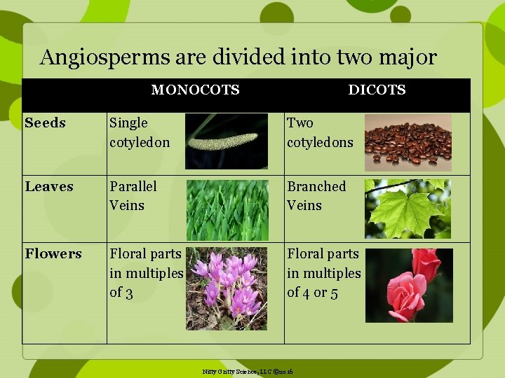  Angiosperms are divided into two major groups: MONOCOTS DICOTS Seeds Single cotyledon Two