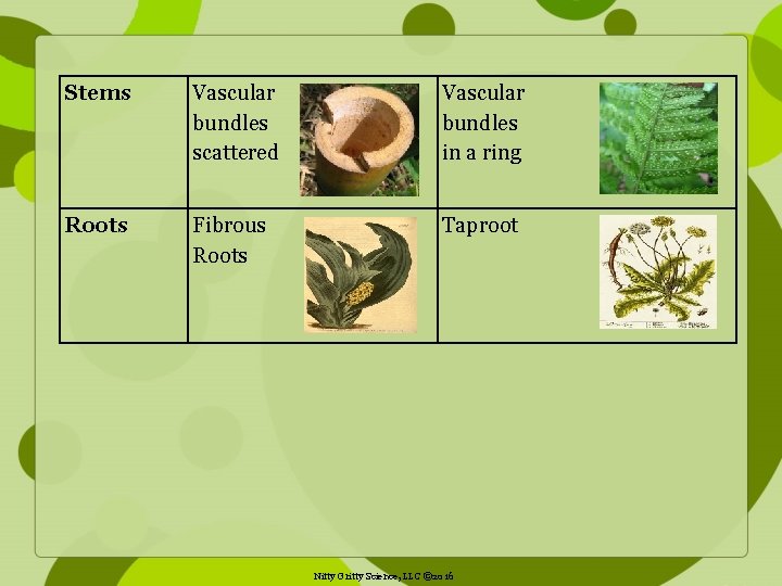 Stems Vascular bundles scattered Vascular bundles in a ring Roots Fibrous Roots Taproot Nitty