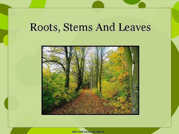 Roots, Stems And Leaves Nitty Gritty Science, LLC © 2016 