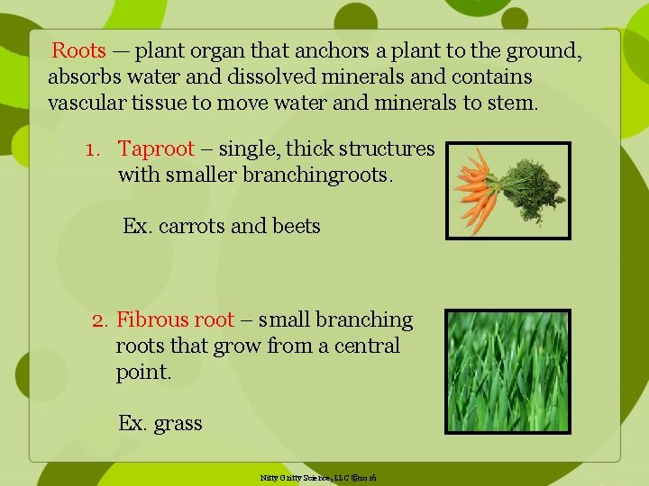  Roots — plant organ that anchors a plant to the ground, absorbs water