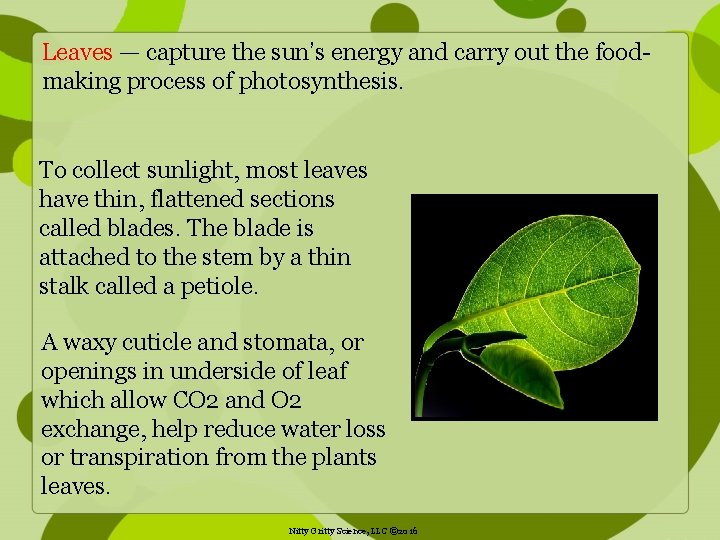 Leaves — capture the sun’s energy and carry out the foodmaking process of photosynthesis.