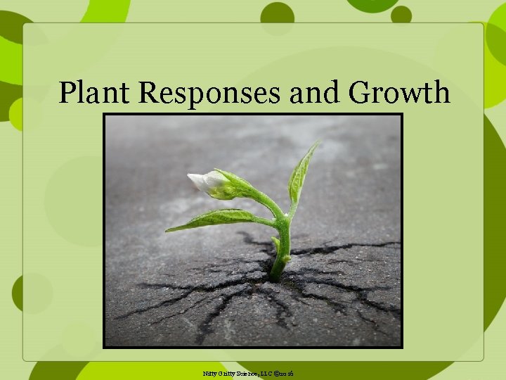 Plant Responses and Growth Nitty Gritty Science, LLC © 2016 