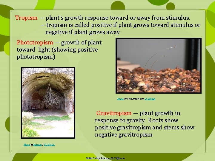 Tropism – plant’s growth response toward or away from stimulus. – tropism is called