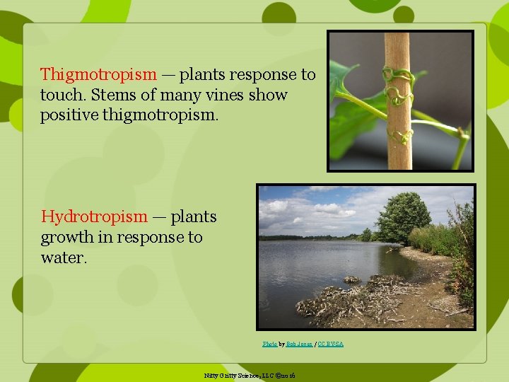 Thigmotropism — plants response to touch. Stems of many vines show positive thigmotropism. Hydrotropism