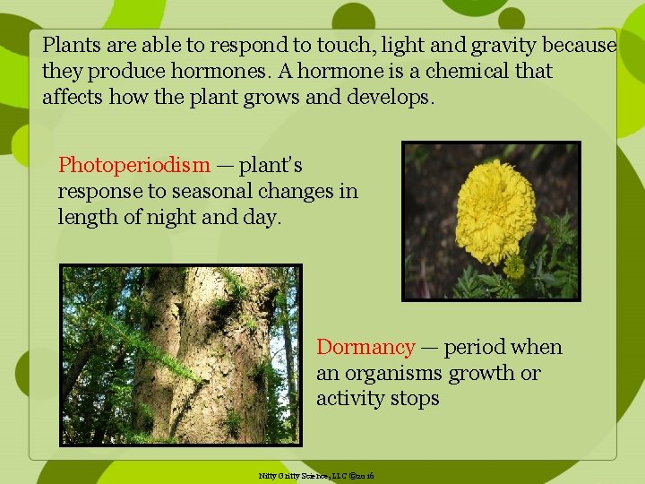 Plants are able to respond to touch, light and gravity because they produce hormones.