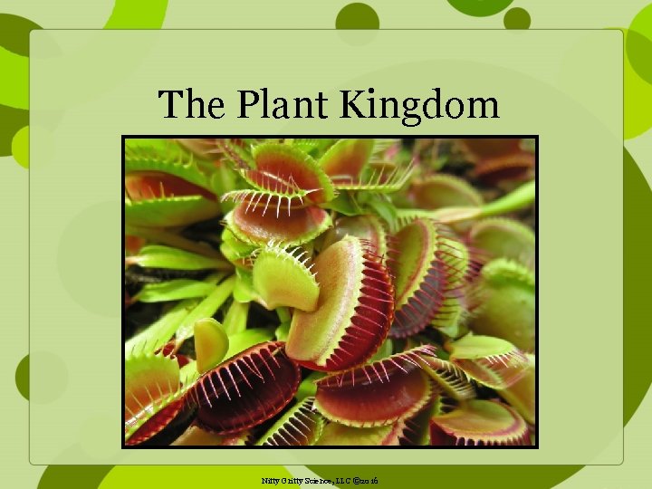 The Plant Kingdom Nitty Gritty Science, LLC © 2016 