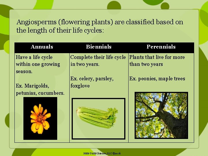 Angiosperms (flowering plants) are classified based on the length of their life cycles: Annuals