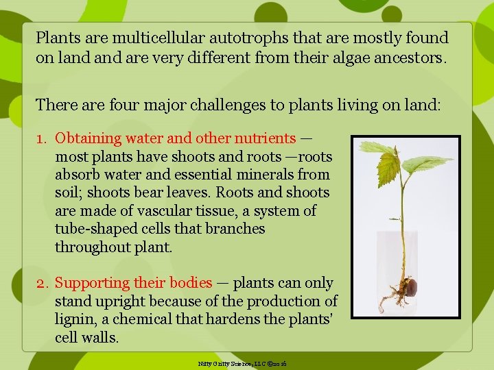 Plants are multicellular autotrophs that are mostly found on land are very different from