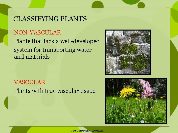 CLASSIFYING PLANTS NON-VASCULAR Plants that lack a well-developed system for transporting water and materials