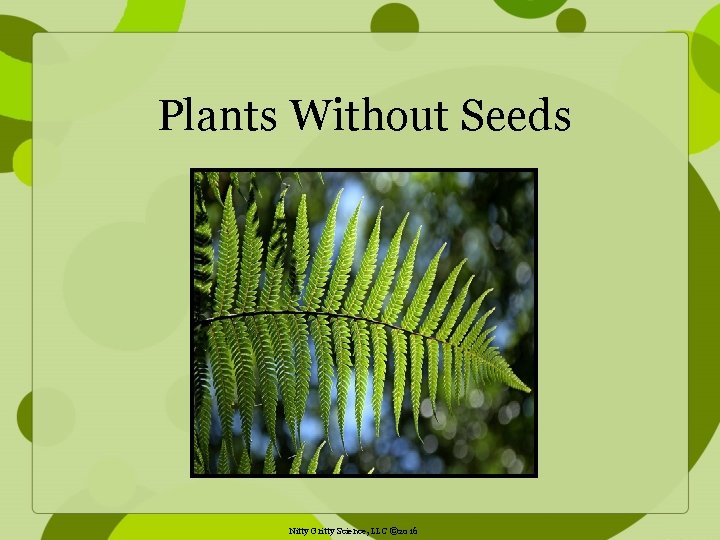 Plants Without Seeds Nitty Gritty Science, LLC © 2016 
