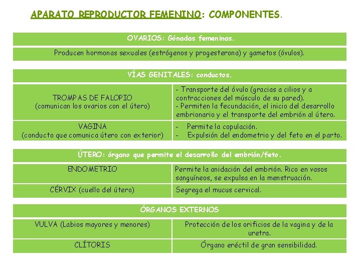 APARATO REPRODUCTOR FEMENINO: COMPONENTES. OVARIOS: Gónadas femeninas. Producen hormonas sexuales (estrógenos y progesterona) y