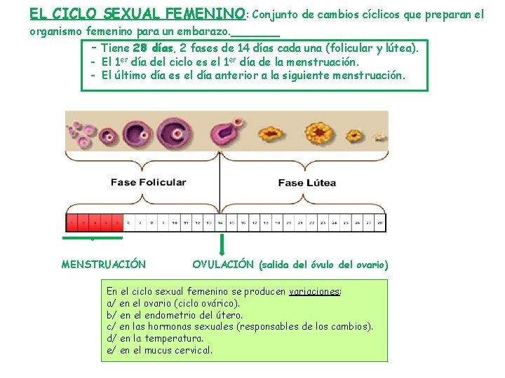 EL CICLO SEXUAL FEMENINO: Conjunto de cambios cíclicos que preparan el organismo femenino para