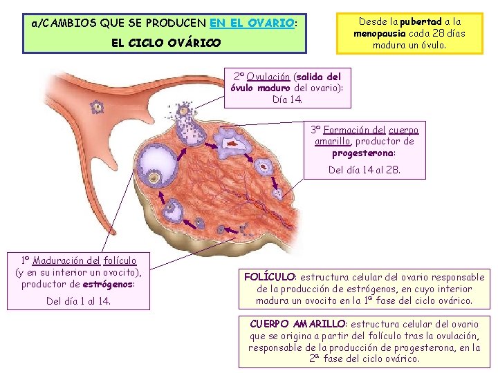 Desde la pubertad a la menopausia cada 28 días madura un óvulo. a/CAMBIOS QUE