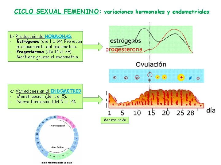 CICLO SEXUAL FEMENINO: variaciones hormonales y endometriales. b/ Producción de HORMONAS: - Estrógenos (día