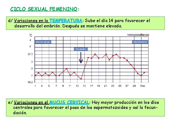CICLO SEXUAL FEMENINO: d/ Variaciones en la TEMPERATURA: Sube el día 14 para favorecer