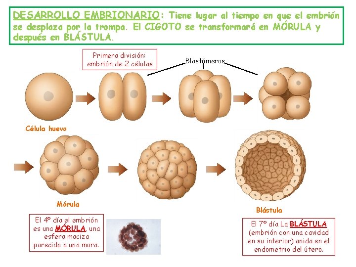 DESARROLLO EMBRIONARIO: Tiene lugar al tiempo en que el embrión se desplaza por la